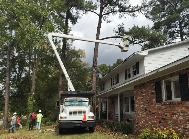 Tree and Shrub Care in Greene, RI